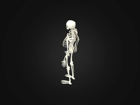 Human Skeleton Anatomy Skeleton Game Asset 3D Model