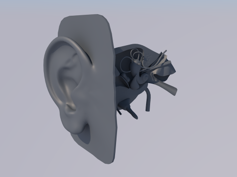 Anatom&iacute;a del o&iacute;do humano Modelo 3D