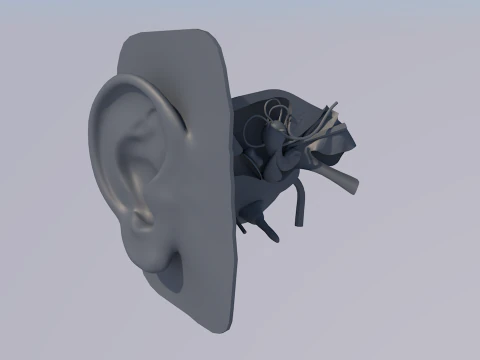 Anatomie des menschlichen Ohrs 3D Modell