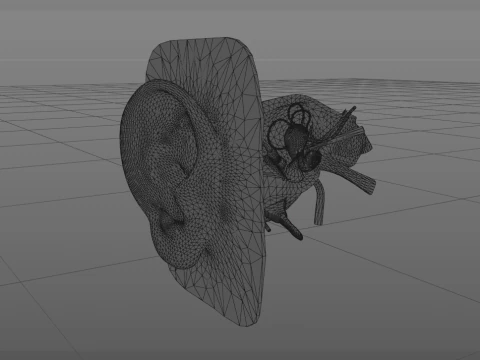 Anatomie des menschlichen Ohrs 3D Modell