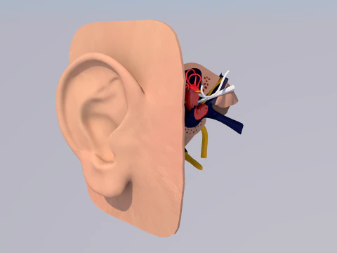 Anatomie des menschlichen Ohrs 3D Modell