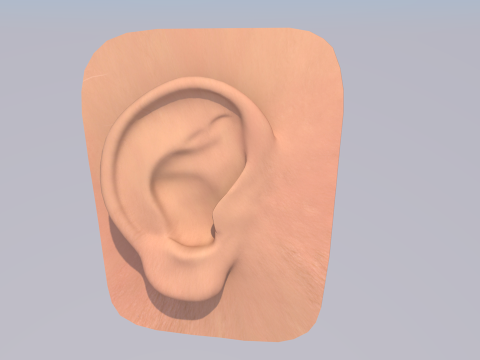 Anatom&iacute;a del o&iacute;do humano Modelo 3D