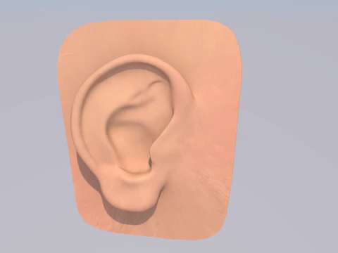 Anatomie des menschlichen Ohrs 3D Modell