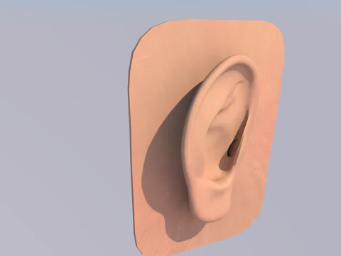 Anatomie des menschlichen Ohrs 3D Modell