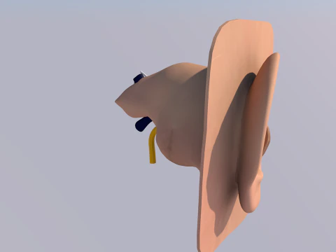 Anatomie des menschlichen Ohrs 3D Modell