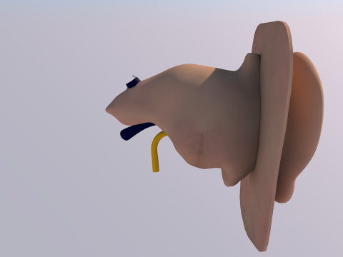Anatom&iacute;a del o&iacute;do humano Modelo 3D