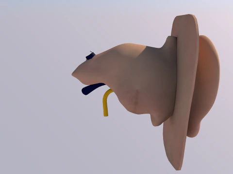 Anatomie des menschlichen Ohrs 3D Modell