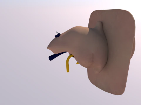 Anatomie des menschlichen Ohrs 3D Modell