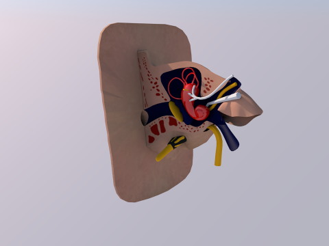 Anatom&iacute;a del o&iacute;do humano Modelo 3D