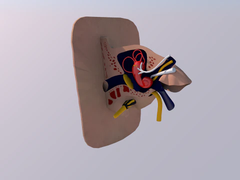 Anatomie des menschlichen Ohrs 3D Modell