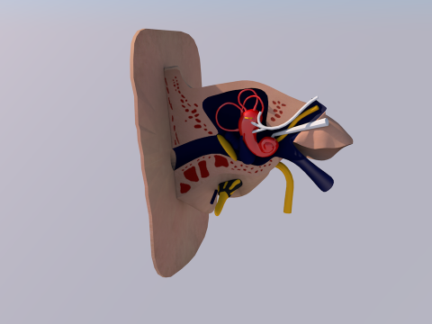 Anatom&iacute;a del o&iacute;do humano Modelo 3D