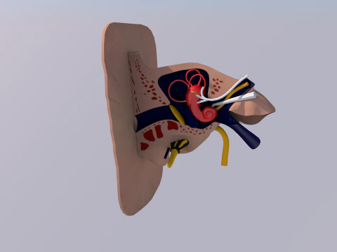 Anatomie des menschlichen Ohrs 3D Modell