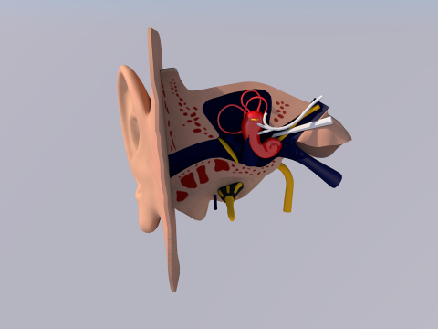 Anatom&iacute;a del o&iacute;do humano Modelo 3D