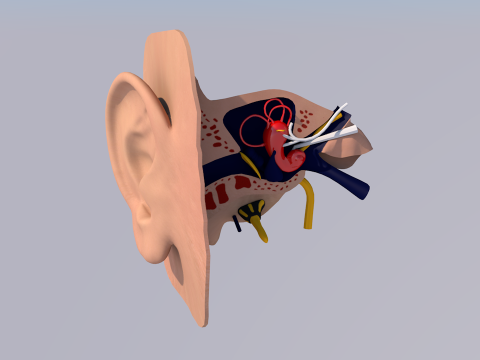 Anatom&iacute;a del o&iacute;do humano Modelo 3D