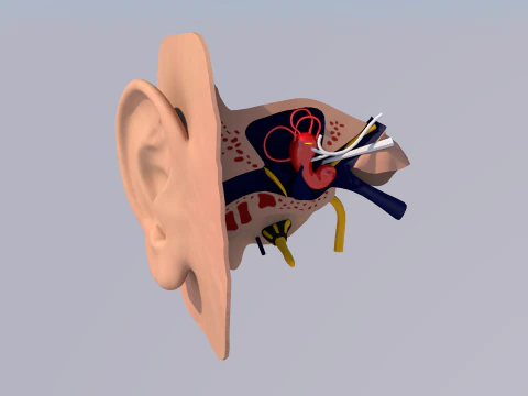 Anatomie des menschlichen Ohrs 3D Modell