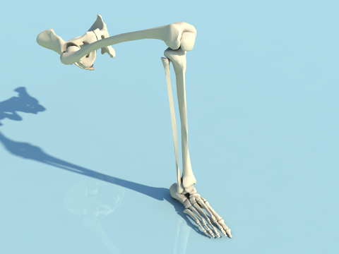 人間の下肢の脚と足の骨の解剖学 3Dモデル