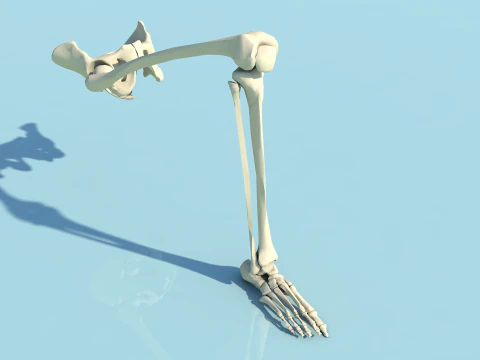 Anatomia kości kończyny dolnej człowieka i kości stopy Model 3D