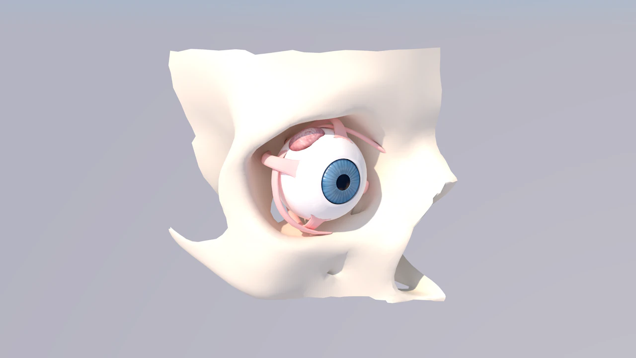 Anatomia dell'occhio umano Modello 3D .c4d .max .obj .3ds .fbx .stl .blend 