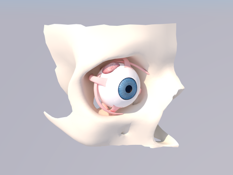 Human Eye Anatomy 3D Model