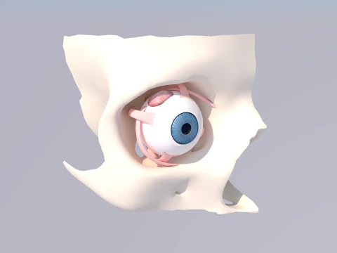 Anatomia do Olho Humano Modelo 3D