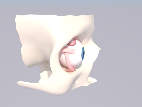 Anatomi Mata Manusia Model 3D