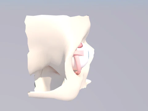Anatomia dell'occhio umano Modello 3D