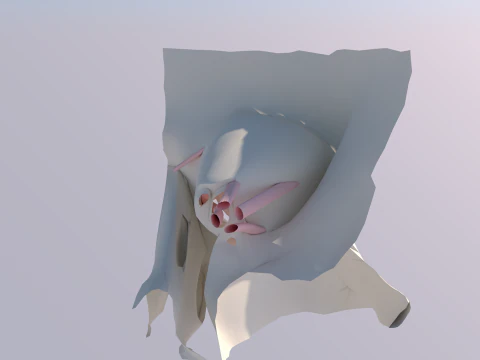 Anatomia dell'occhio umano Modello 3D