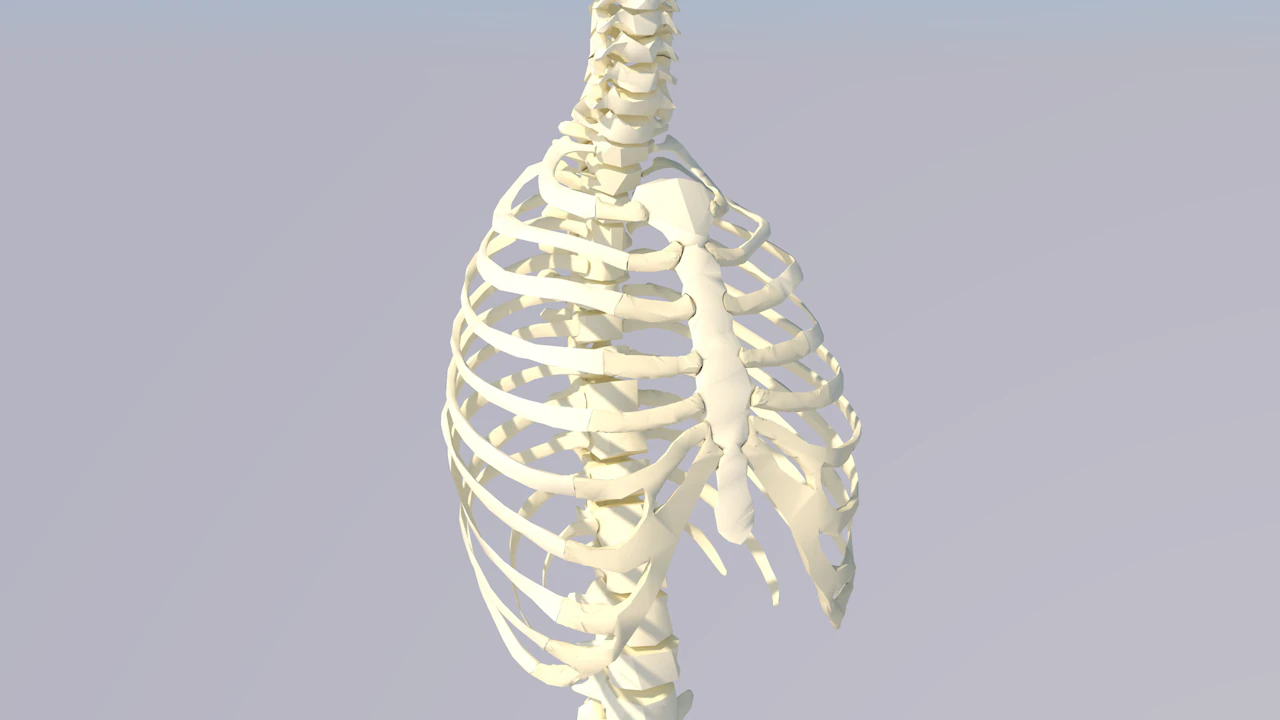 Chest Thorax Bone Anatomy 3D Model .c4d .max .obj .3ds .fbx .stl .blend