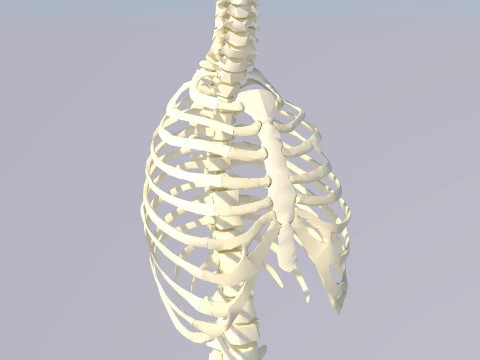 Anatomie des Brust-Thorax-Knochens 3D Modell