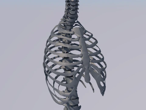Chest Thorax Bone Anatomy 3D Model