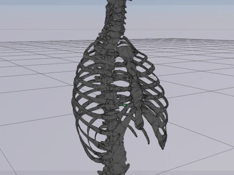 Chest Thorax Bone Anatomy 3D Model