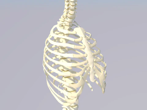 Chest Thorax Bone Anatomy 3D Model