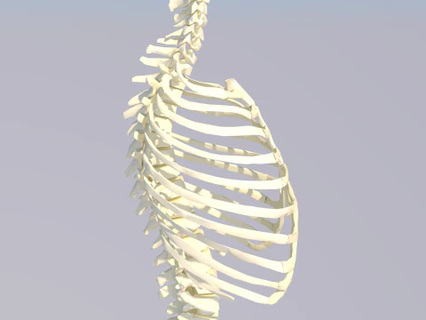 Chest Thorax Bone Anatomy 3D Model