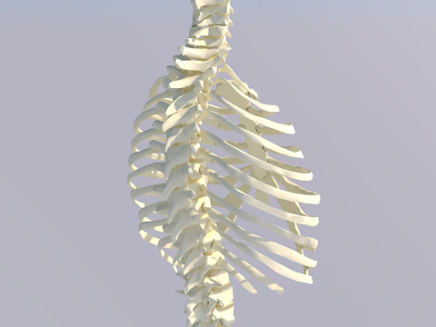 Chest Thorax Bone Anatomy 3D Model