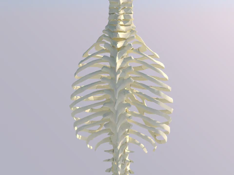 Chest Thorax Bone Anatomy 3D Model