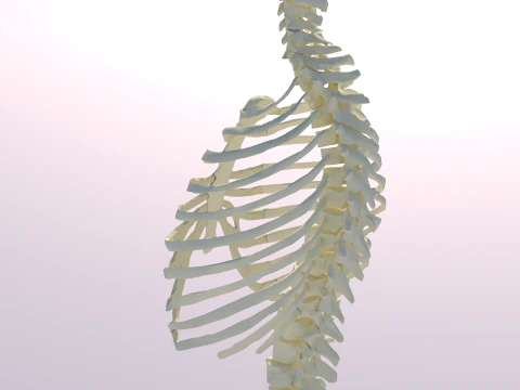 Chest Thorax Bone Anatomy 3D Model