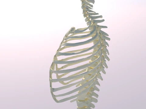 Chest Thorax Bone Anatomy 3D Model