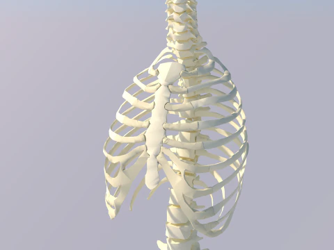 Chest Thorax Bone Anatomy 3D Model