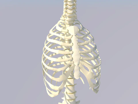 Chest Thorax Bone Anatomy 3D Model