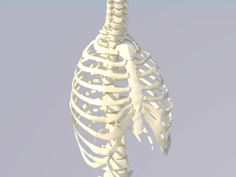 Chest Thorax Bone Anatomy 3D Model