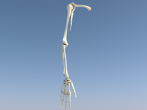 Human Upper Extremity Arm and Hand Bone Anatomy 3D Model