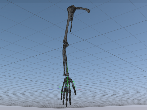 Human Upper Extremity Arm and Hand Bone Anatomy 3D Model