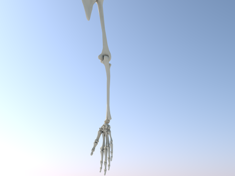 Human Upper Extremity Arm and Hand Bone Anatomy 3D Model