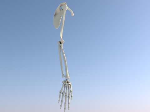 Human Upper Extremity Arm and Hand Bone Anatomy 3D Model