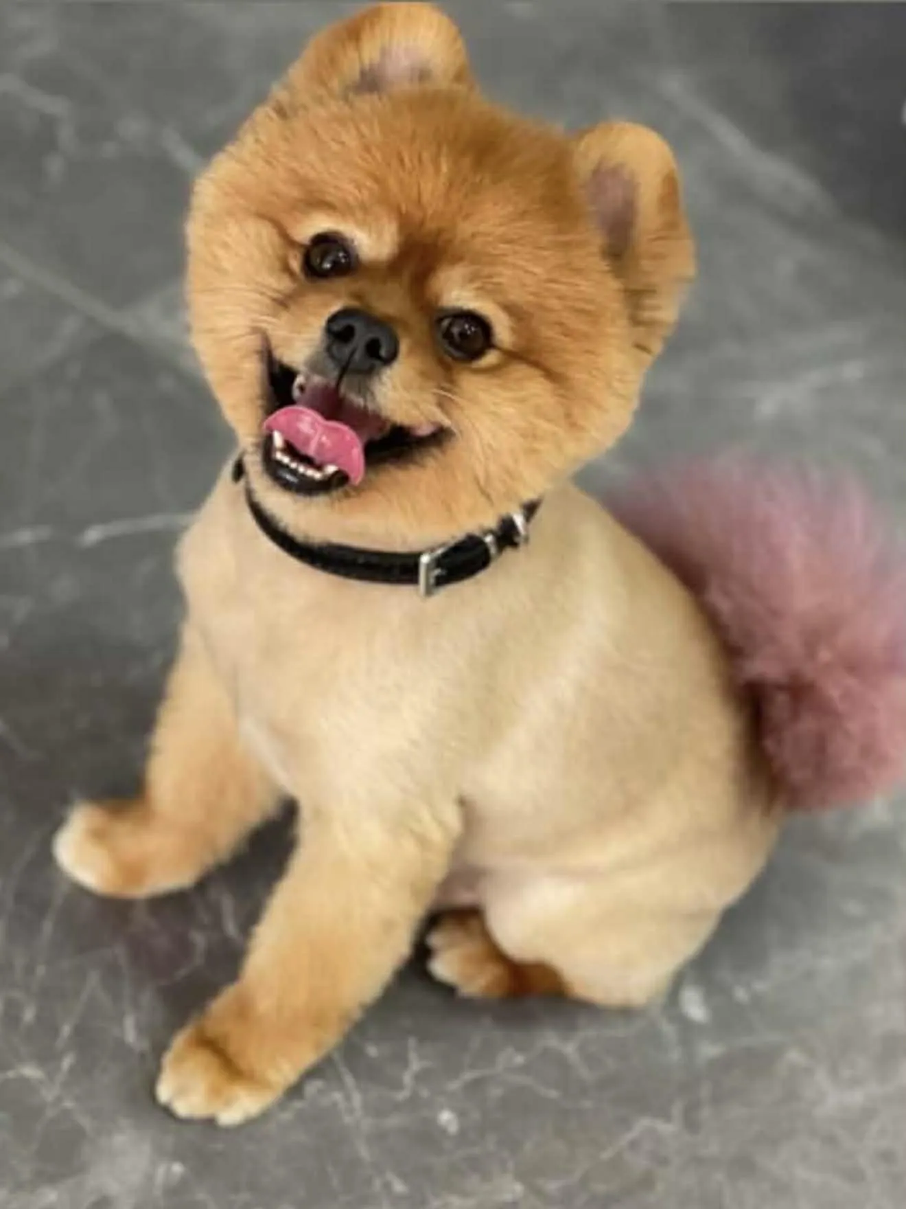 Pomeranian Puppy 3D Sculpted Portrait - Realistic Pet Figure 3D Model .c4d .max .obj .3ds .fbx .stl .blend 