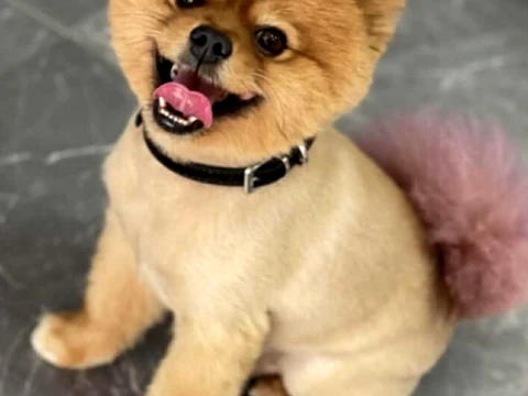 Pomeranian Puppy 3D Sculpted Portrait - Realistic Pet Figure 3D Model