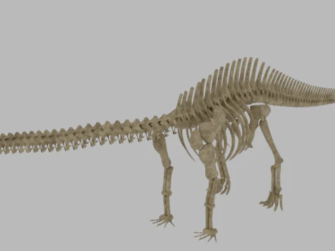 Scheletro di brontosauro Sauropode classico completamente attrezzato Modello 3D