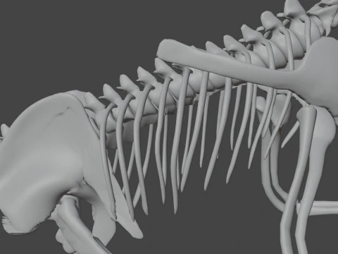 Therizinosaurus Rigged Skeleton Exotic Theropod Anatomy 3D Model