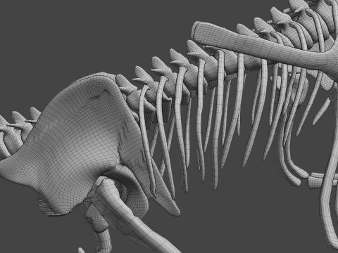 Therizinosaurus Rigged Skeleton Exotic Theropod Anatomy 3D Model