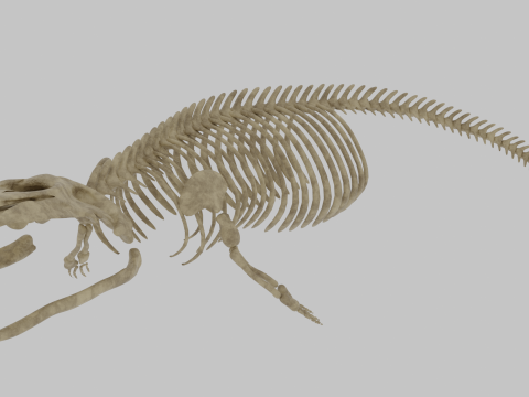Scheletro di balena grigia Anatomia di mammifero marino completamente attrezzata Modello 3D